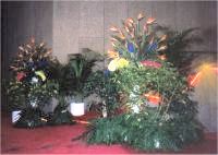 Plants.jpg